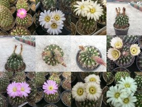 تصویر بذر کاکتوس اکانتوکلسیم میکس - بسته 10 عددی Acanthocalycium mix