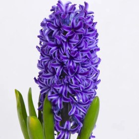 تصویر پیاز گل سنبل ایرانی ۱ عدد 