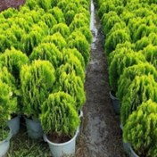 تصویر بذر سرو کامیس توپی بسته 5000 عددی 