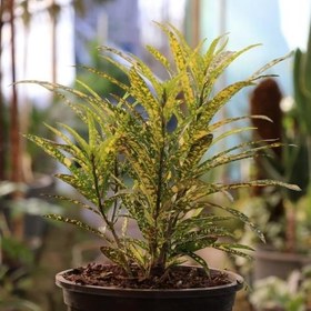 تصویر سفارش گل آکوبا 6613 