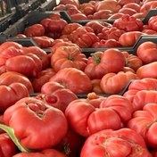 تصویر بذر گوجه فرنگی کردی 20 عددی 