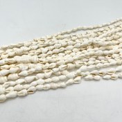 تصویر صدف گوش ماهی 