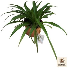 تصویر گیاه طبیعی گندمی ناردونه کد S - M02 | کد: ZNB-4ME 