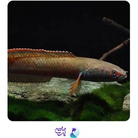 تصویر چانا فایر اند ایس سایز 10 تا 12 سانت 