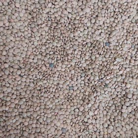 تصویر عدس ریز اعلاء 1000 گرمی 