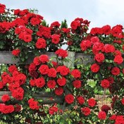 تصویر بذر رز رونده قرمز 6عددی 