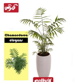 تصویر گیاه نخل شامادورا Chamaedorea elegans 