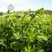 تصویر بذر خانگی یونجه سینا Homemade seeds of Sinai alfalfa