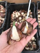 تصویر پیاز گل لاله هلندی - بنفش 