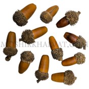 تصویر میوه بلوط خشک تزیینی کلاهدار 