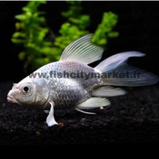 تصویر کوی پلاتینیوم شورت بادی 