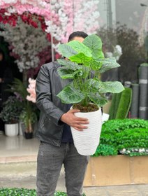 تصویر پتوس سبز ۱۸ شاخه 