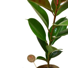 تصویر گیاه طبیعی فیکوس کدP.A.08 