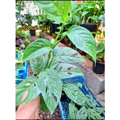 تصویر پتوس حصیری گلدان نشایی ریشه پر 