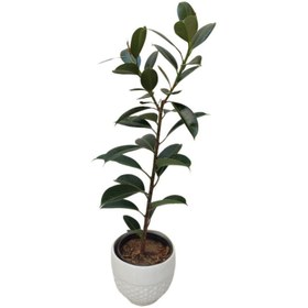 تصویر گیاه طبیعی فیکوس مدل مینیاتوری 03 