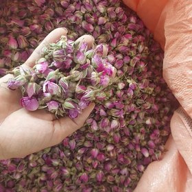 تصویر غنچه گل محمدی یک کیلویی 