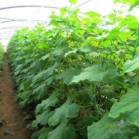 تصویر بذر خیار گلخانه ای شهاب از شرکت نیکرسون هلند 500 عددی Shahab Cucumber Nickerson Seeds