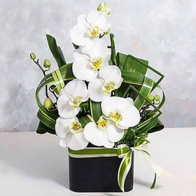 تصویر جعبه گل ارکیده 