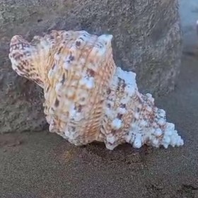 تصویر صدف مخروطی. 