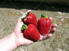 تصویر بذر توت فرنگی فوق درشت - Giant Strawberrie 