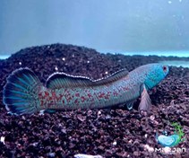 تصویر ماهی چانا رد موزاییک 18 سانتی متر 
