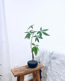 تصویر فروش درخت پول برای طراحی فضای لابی 