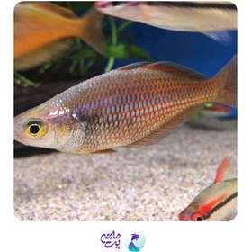 تصویر ماهی رمبو کراسینگ سایز 6 تا 8 سانت 