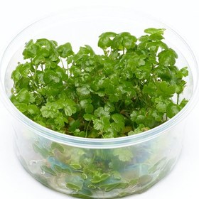 تصویر گیاه آبزی هیدروکوتایل 