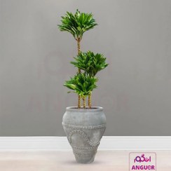 تصویر دراسنا کامپکت با گلدان مصری 