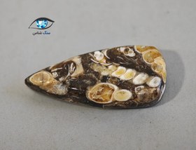 تصویر فسیل توریتلا اشکی 3.7 گرم 