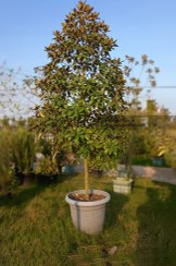 تصویر درختچه مگنولیا - Magnolia 