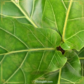 تصویر فیکوس لیراتا 