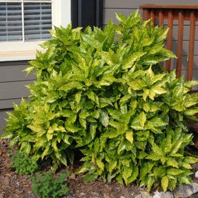 تصویر گل آکوبا 