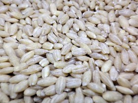 تصویر جو پوست کنده فله ای 