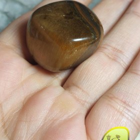 تصویر تامبل چشم ببر 