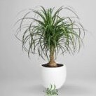 تصویر گیاه لیندا طبیعی | کد: ZNB-G91 