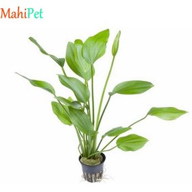 تصویر گیاه اچینودوروس آرجن تیننسیس 