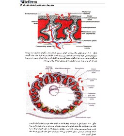 تصویر جنین شناسی 