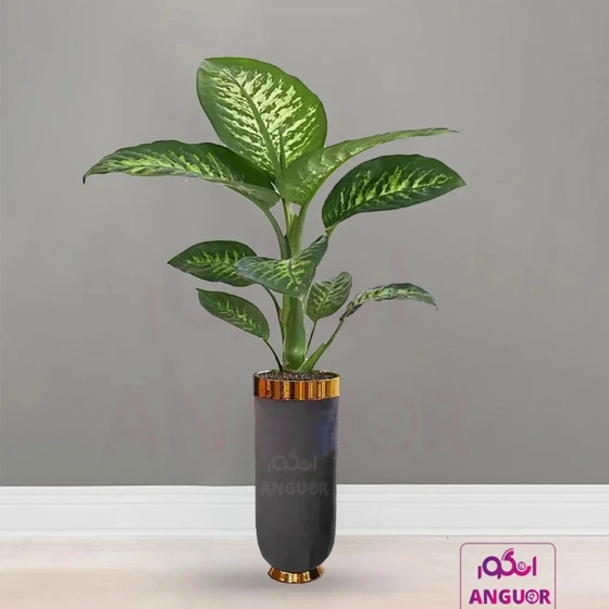 خرید و قیمت دیفن باخیا با گلدان فایبرگلاس با روکش مخملی | ترب