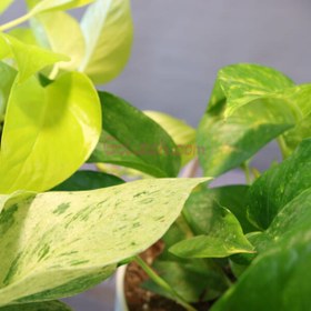 تصویر مجموعه سه عددی پتوس 