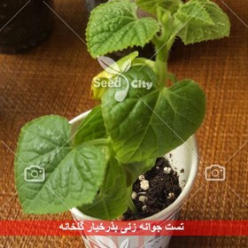 تصویر بذر خیار گلخانه - Cucumber 