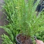 تصویر سرخس سایز 3 و 4 