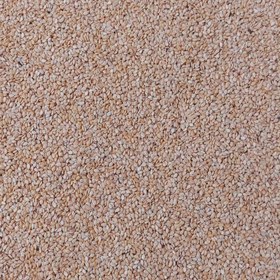 تصویر کنجد ۱ کیلوگرم 