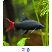 تصویر شارک دم قرمز 