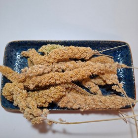 تصویر ارزن خوشه ای 