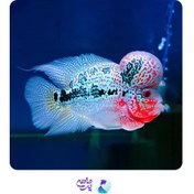 تصویر ماهی فلاورهورن( گرید AAA) ۱۵ تا ۱۸ سانت Flowerhorn Red pearl Cichlid