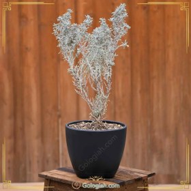 تصویر بومادران 