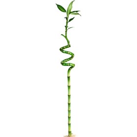 تصویر بامبو 