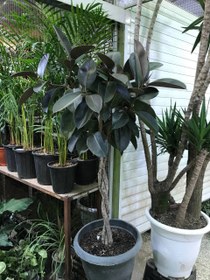 تصویر فیکوس تنه بافت 