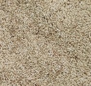 تصویر تخم کتان ایرانی ویژه ضد عفونی شده ( تمام طوطیسانان به جز لوری و لوریکیت ها ) - yukaparrot 